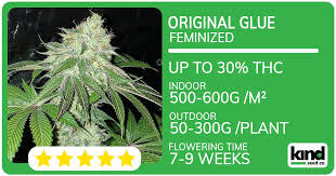 Discovering the Best Marijuana Seeds Oklahoma A Comprehensive Guide