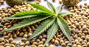 Discovering the Best Marijuana Seeds Oklahoma A Comprehensive Guide